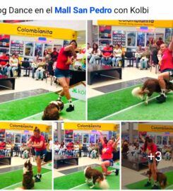 Dog Dance & Habilidades